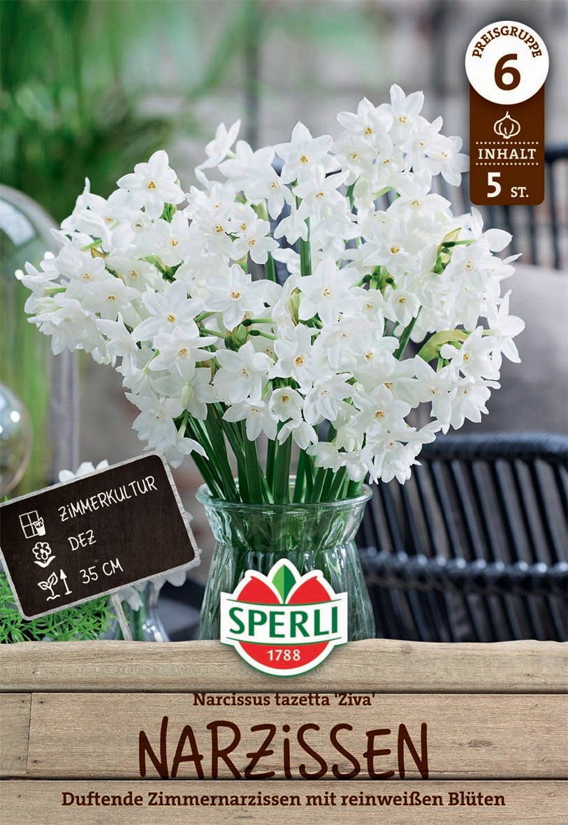 Weißer Zimmernarzissenstrauß in Glasvase auf Holzfläche, Hintergrund Möbel.