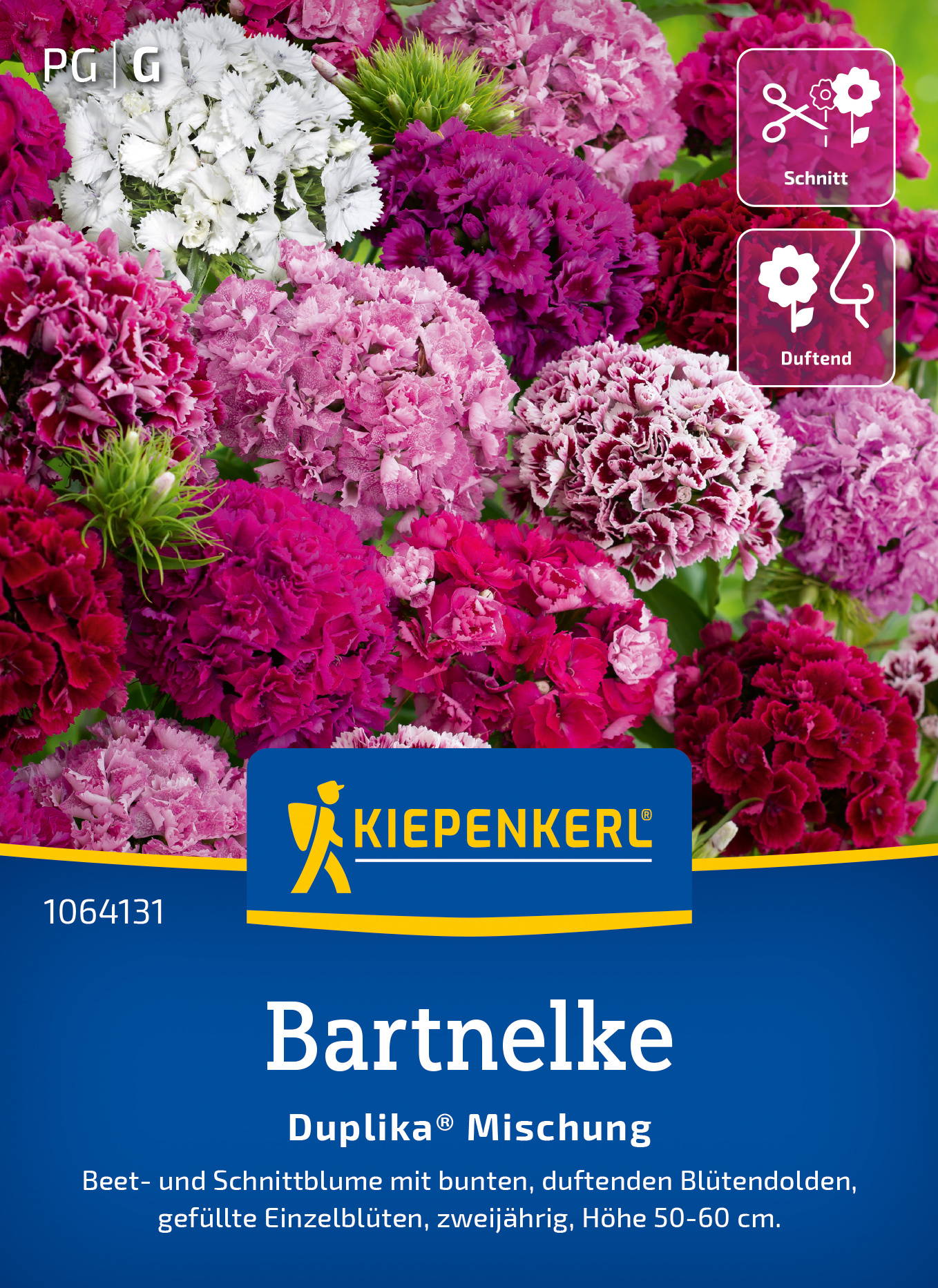 Bunte, gefüllte Bartnelken in Weiß, Rosa, Violett und Rot auf einer Verpackung mit blauer Hintergrund, Logo und Beschreibung.