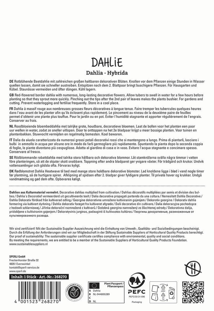 Blühende dunkelrote Beetrotscheibe mit großen dekorativen Blättern auf weißem Hintergrund.