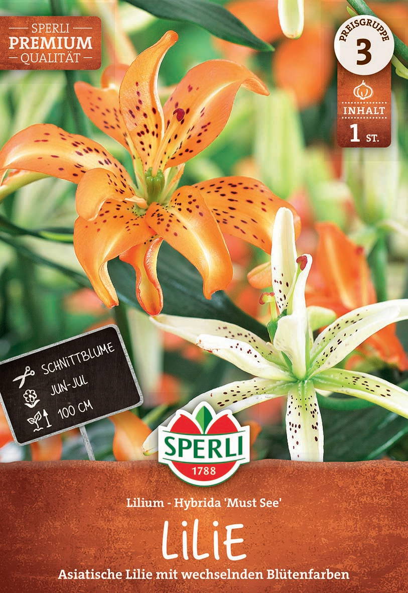 Zwei asiatische Lilien mit wechselnden Blütenfarben, orange und cremeweiß mit schwarzen Flecken.