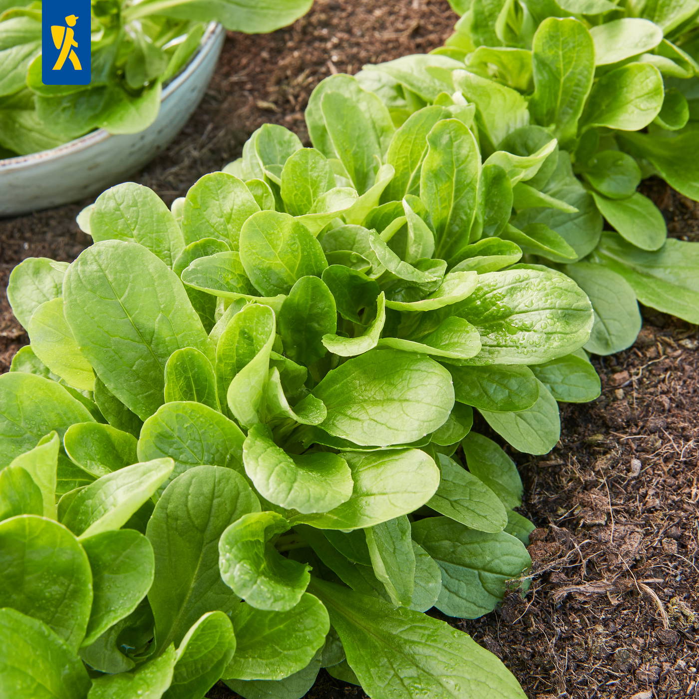 Gründliche grüne Salatpflanzen wachsen in einem Gartenbeet auf dunkler Erde.