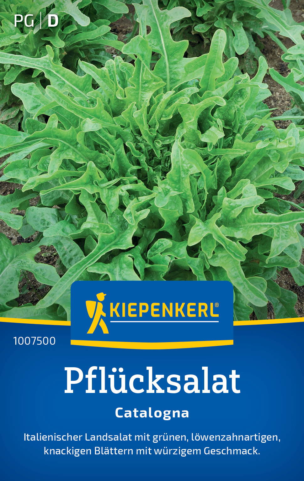 Pflücksalatsamen Catalogna