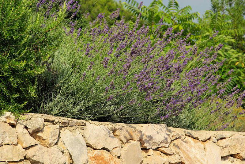 Lavendel wächst hinter einer Steinmauer in einem Garten