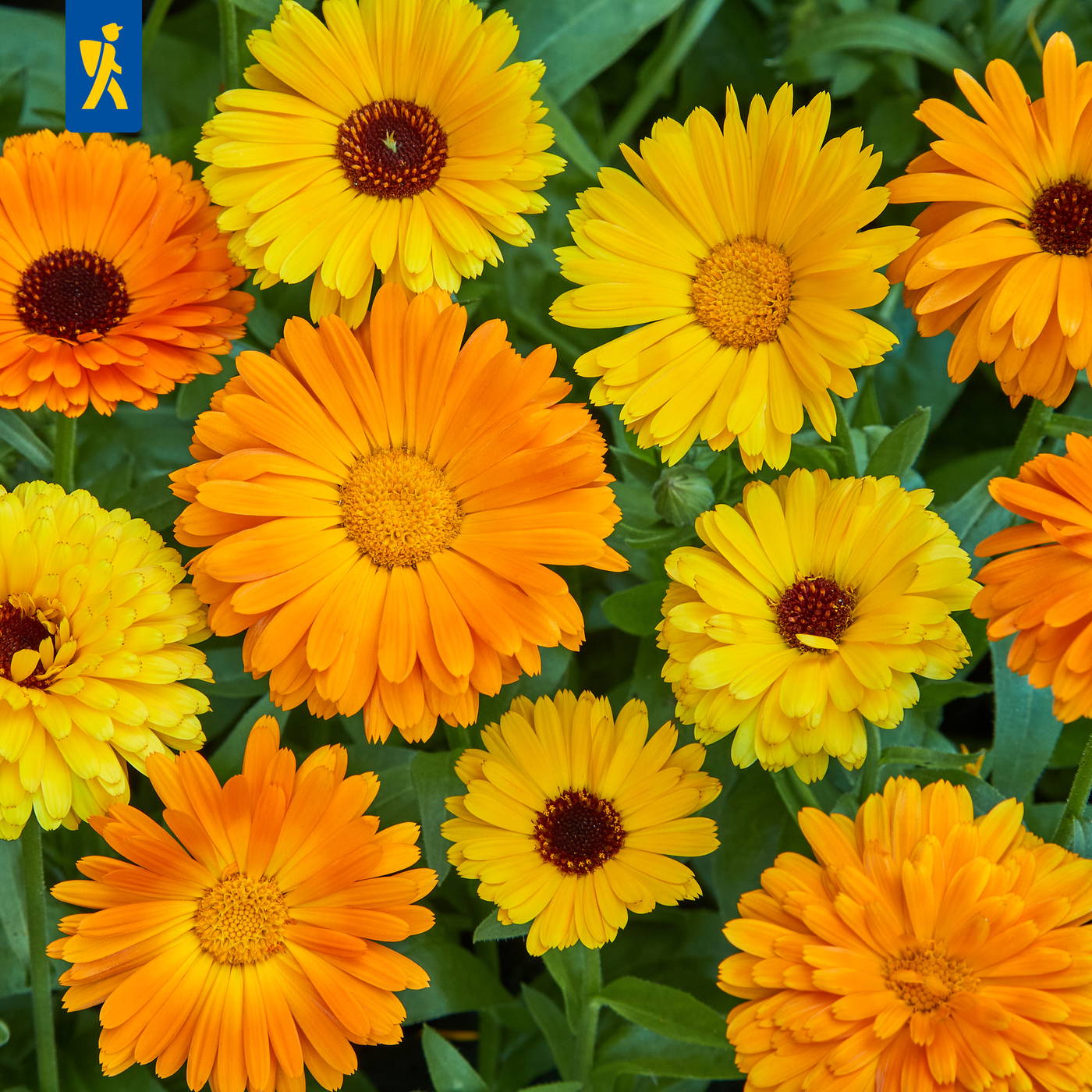 Bunte gelbe und orange Blumen mit grünen Blättern im Hintergrund.