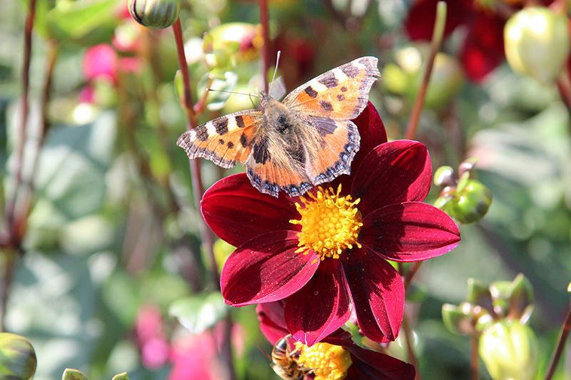 Schmetterling auf einer roten Blume mit gelber Mitte in einem Garten.