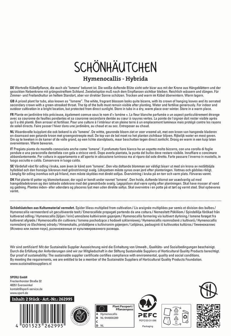 Schönhäkchen aus Kulturmaterial vermehrt, Spinnen, Lilien, grün, Blätter, Blüten, Pflanze, Hobby, Wachstum.