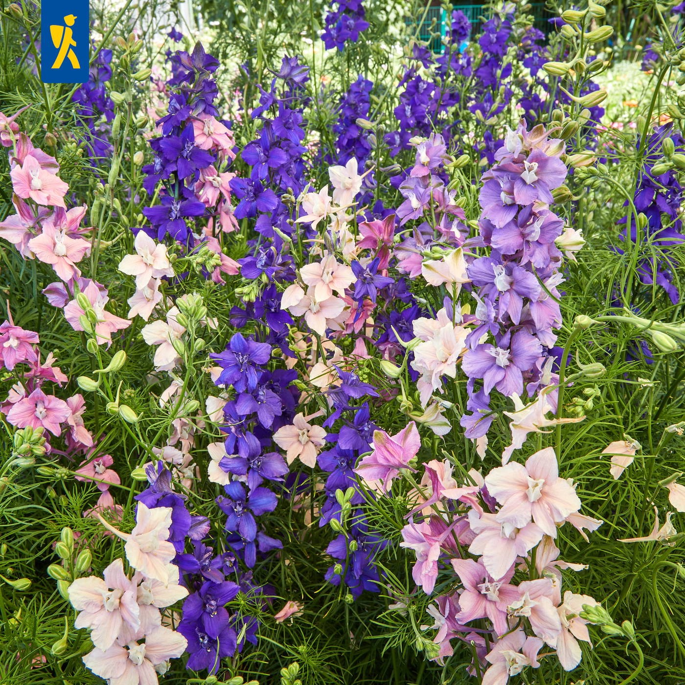 Bunte Stockrosen in Pink, Lila und Weiß wachsen in einem Blumenbeet.