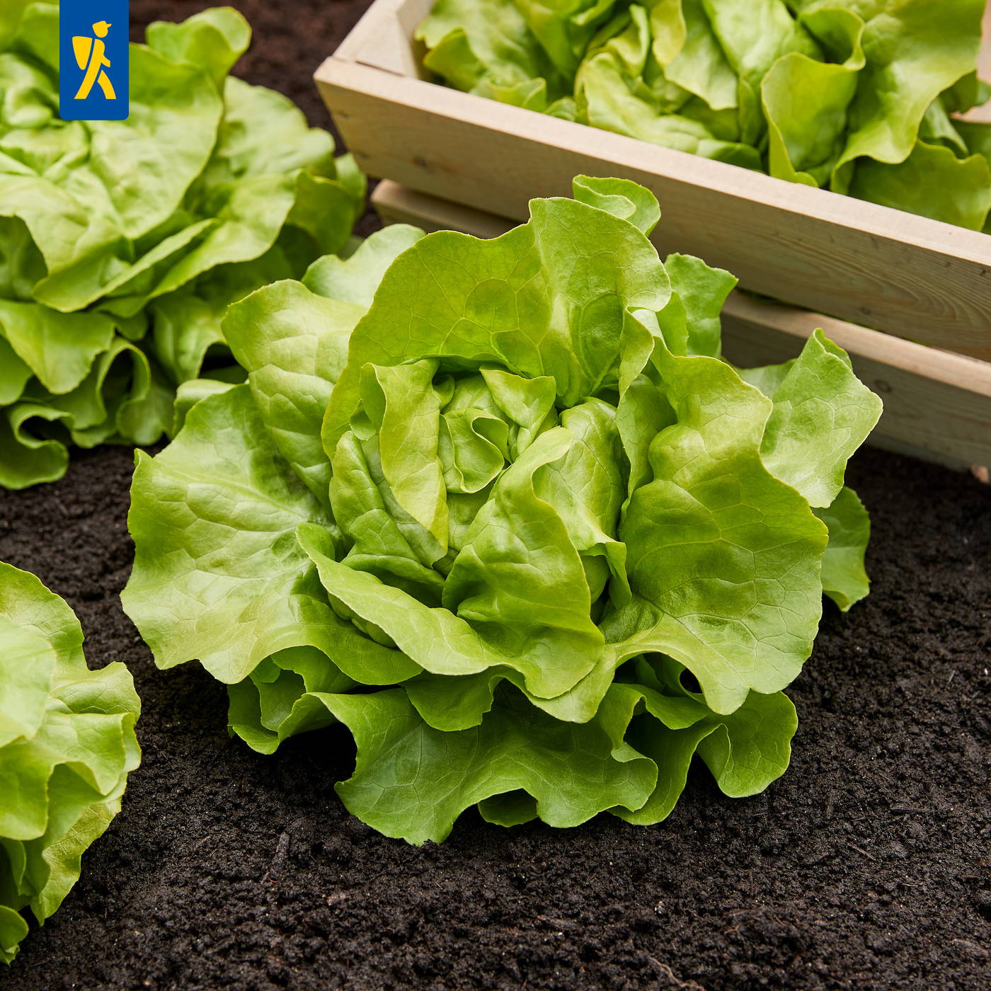 Frische grüne Kopfsalate wachsen in dunkler Erde, einige im Gartenboden, andere in einer Holzkiste.