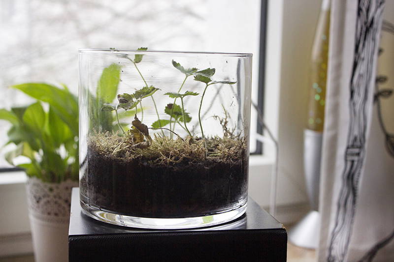 Pflanzentopf mit grünen Pflanzen, auf einem schwarzen Regal neben einem Fenster.
