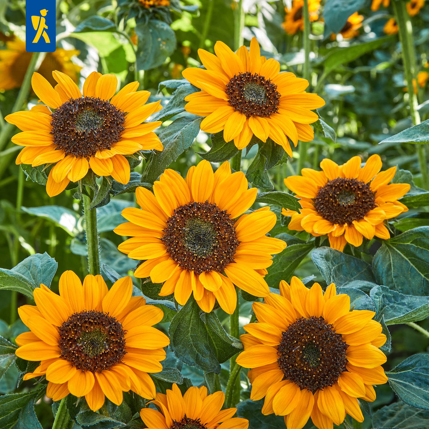Sechs Sonnenblumen mit gelben Blüten und dunklen Zentren wachsen in einem Feld.