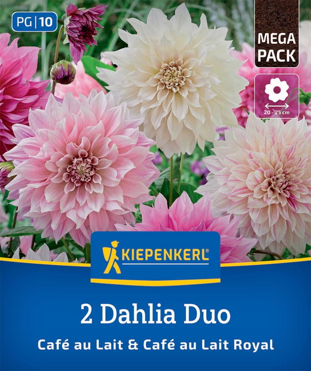 Mehrfarbige Dahlien mit großen Blüten, pink und cremefarben, im Blumenbeet.