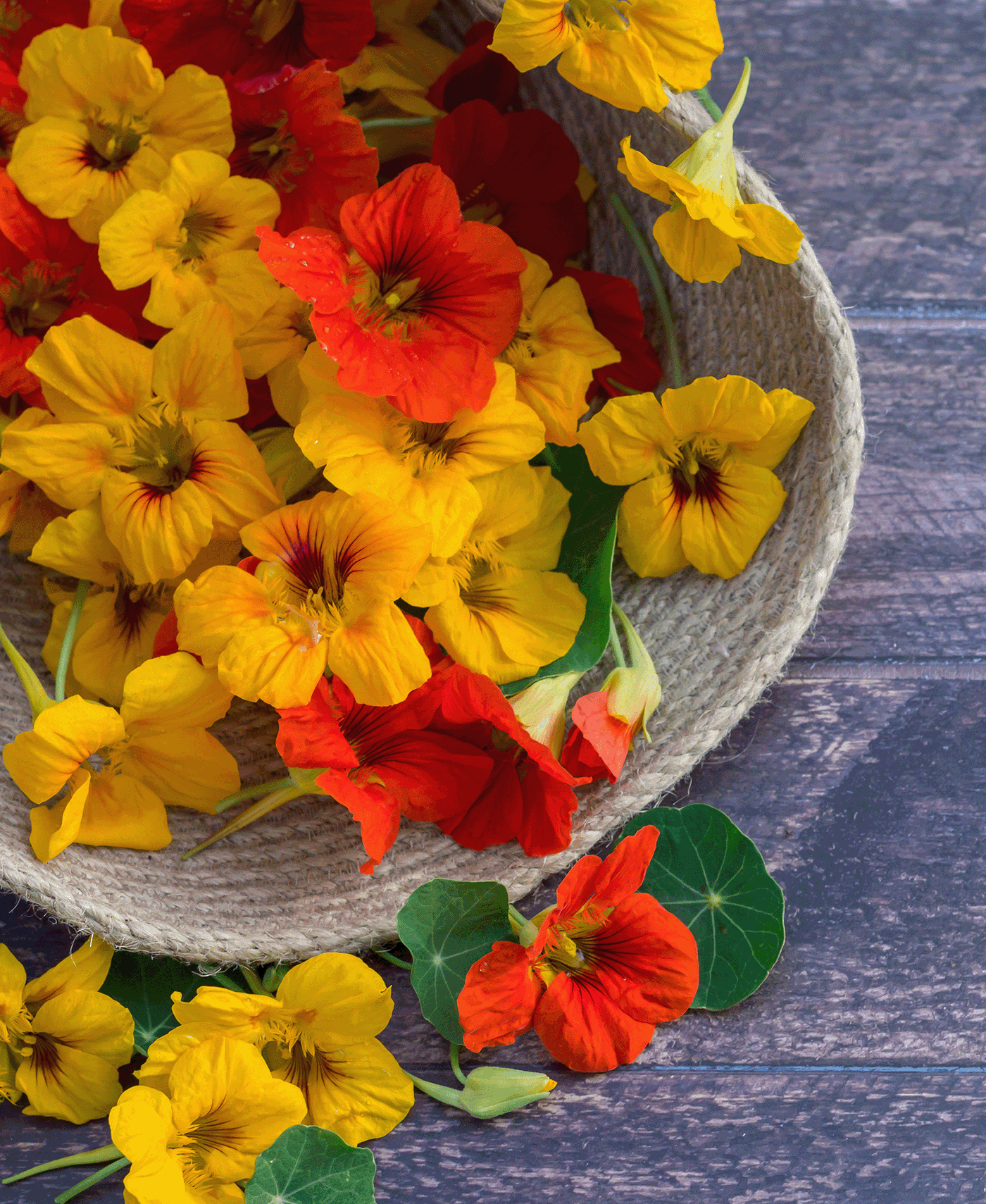 Bunte Nasturtiums in einem Korb auf einem dunklen Holz Tisch gelegt.