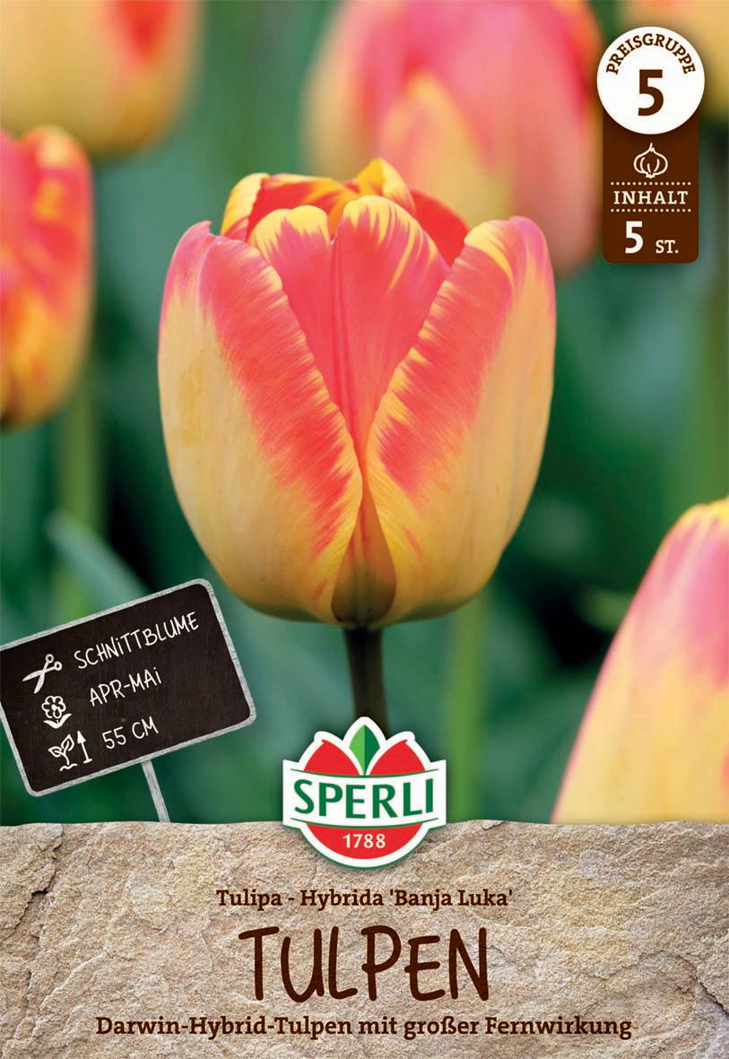 Gelbe und rote Hybride Tulpe mit großen Blüten, 55 cm hoch, April bis Mai, Sorte Banja Luka.