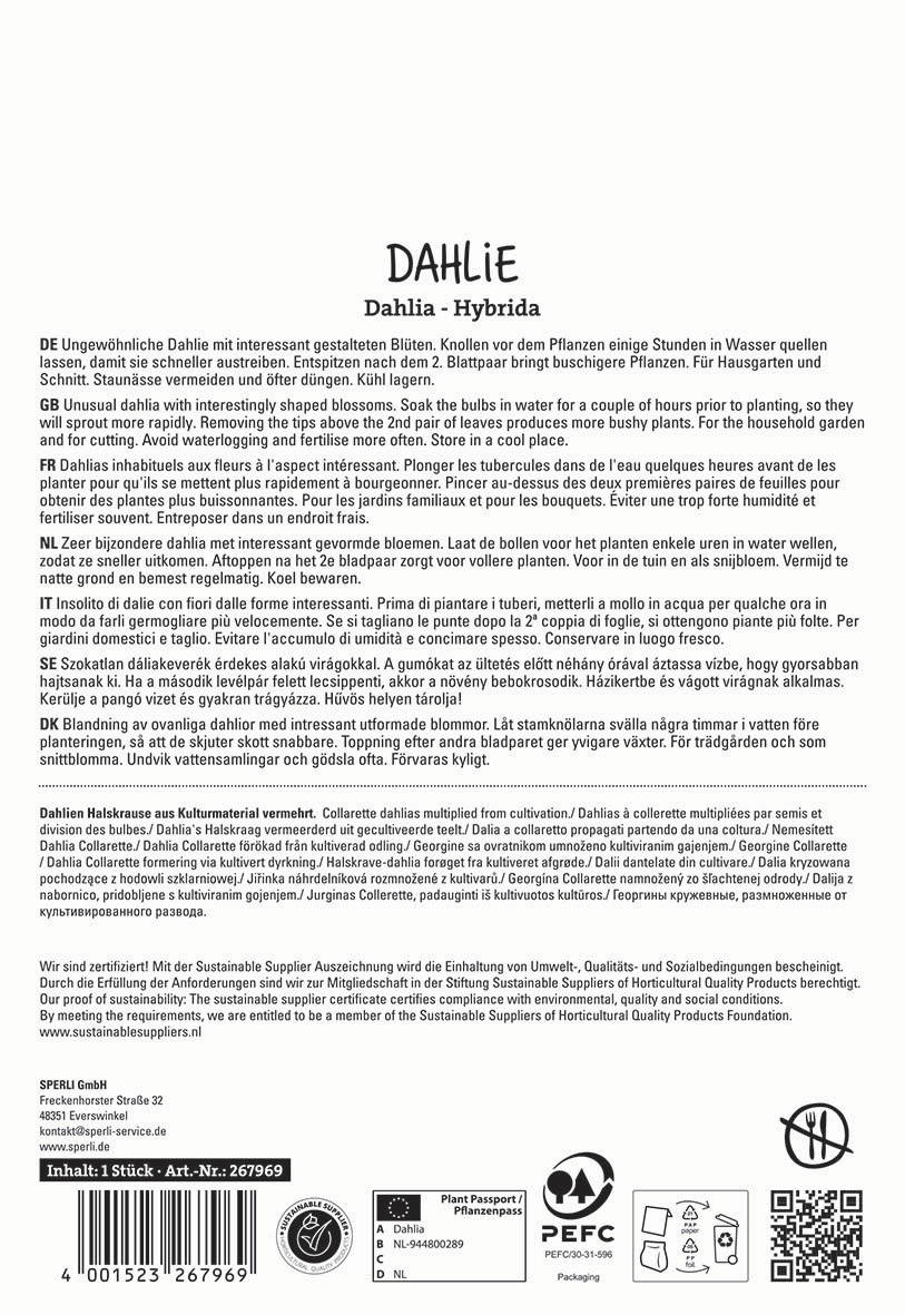 Text mit Informationen zu Dahlia-Hybriden in mehreren Sprachen, Symbole und Barcode auf weißem Hintergrund.