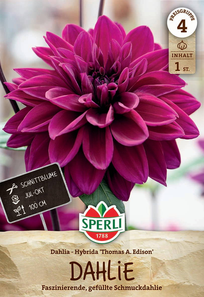 Große pinke gefüllte Dahlie mit dunklem Zentrum vor Fensterglas.