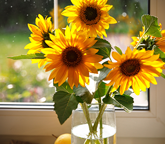 Sonnenblumen in einer Glasvase auf einem Fensterbrett
