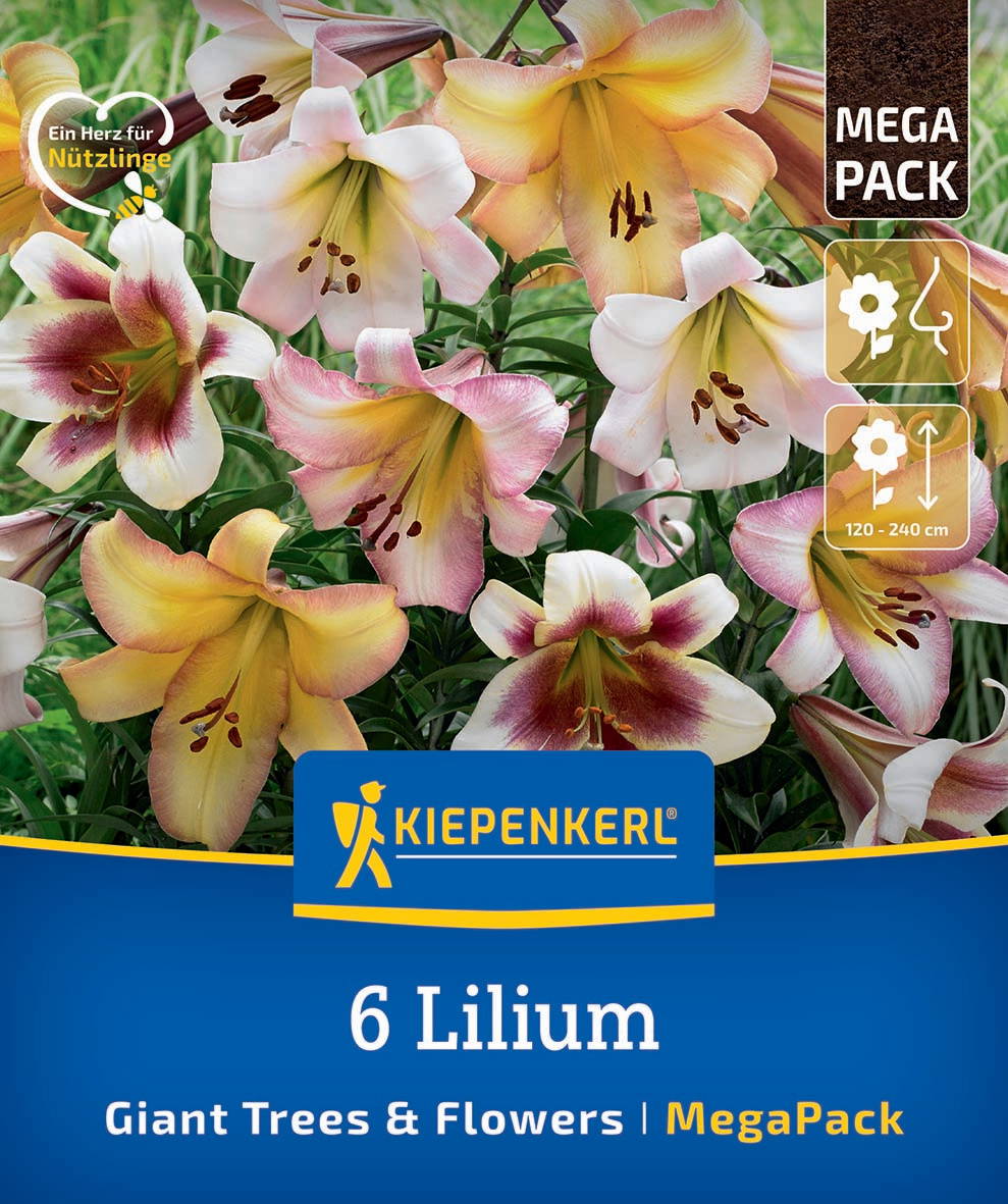 Mega-Pack Baumlilien Mischung Giant Tree & Flowers