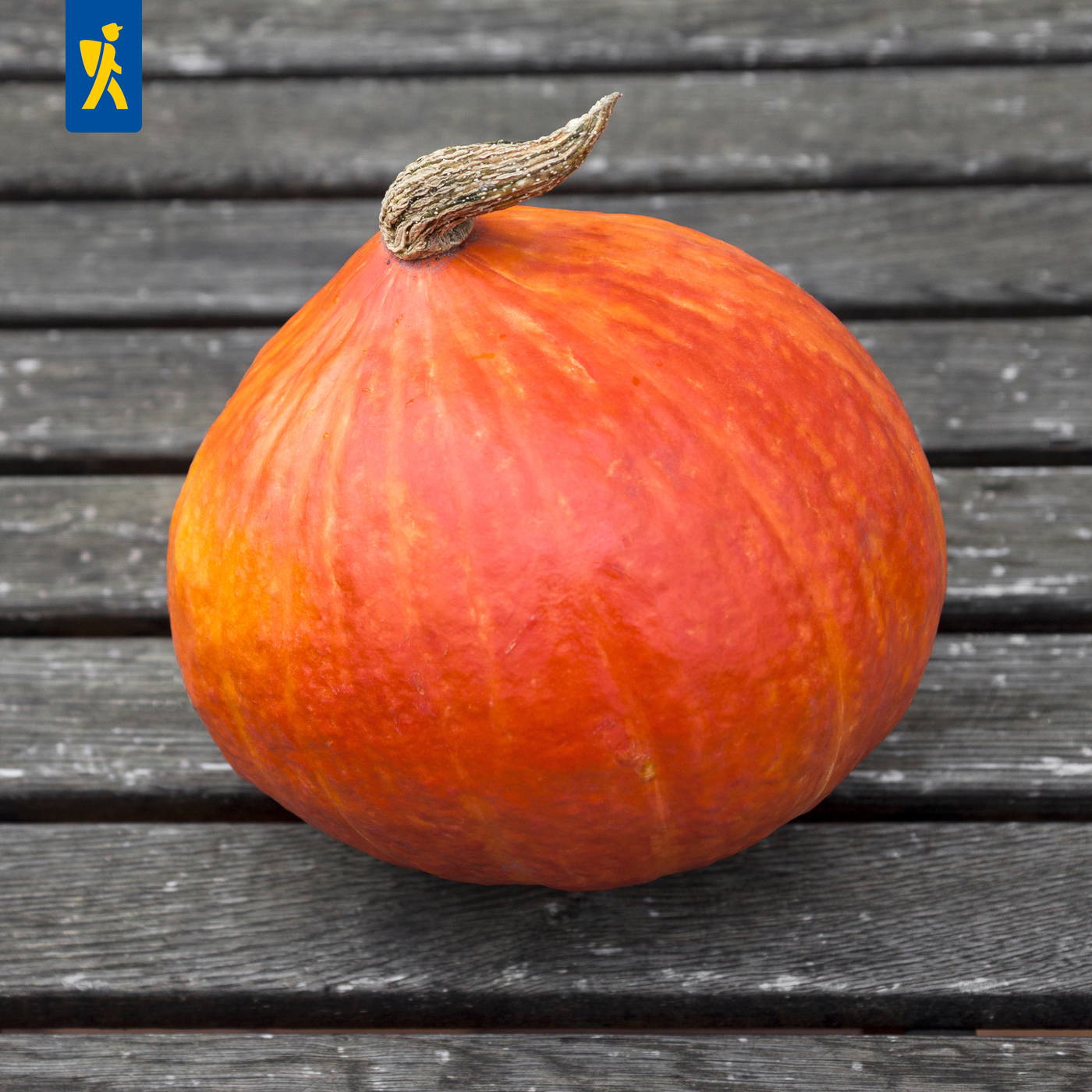 Runde, orangerote Kürbispflaume mit braunem Stiel auf einem Holzrost.