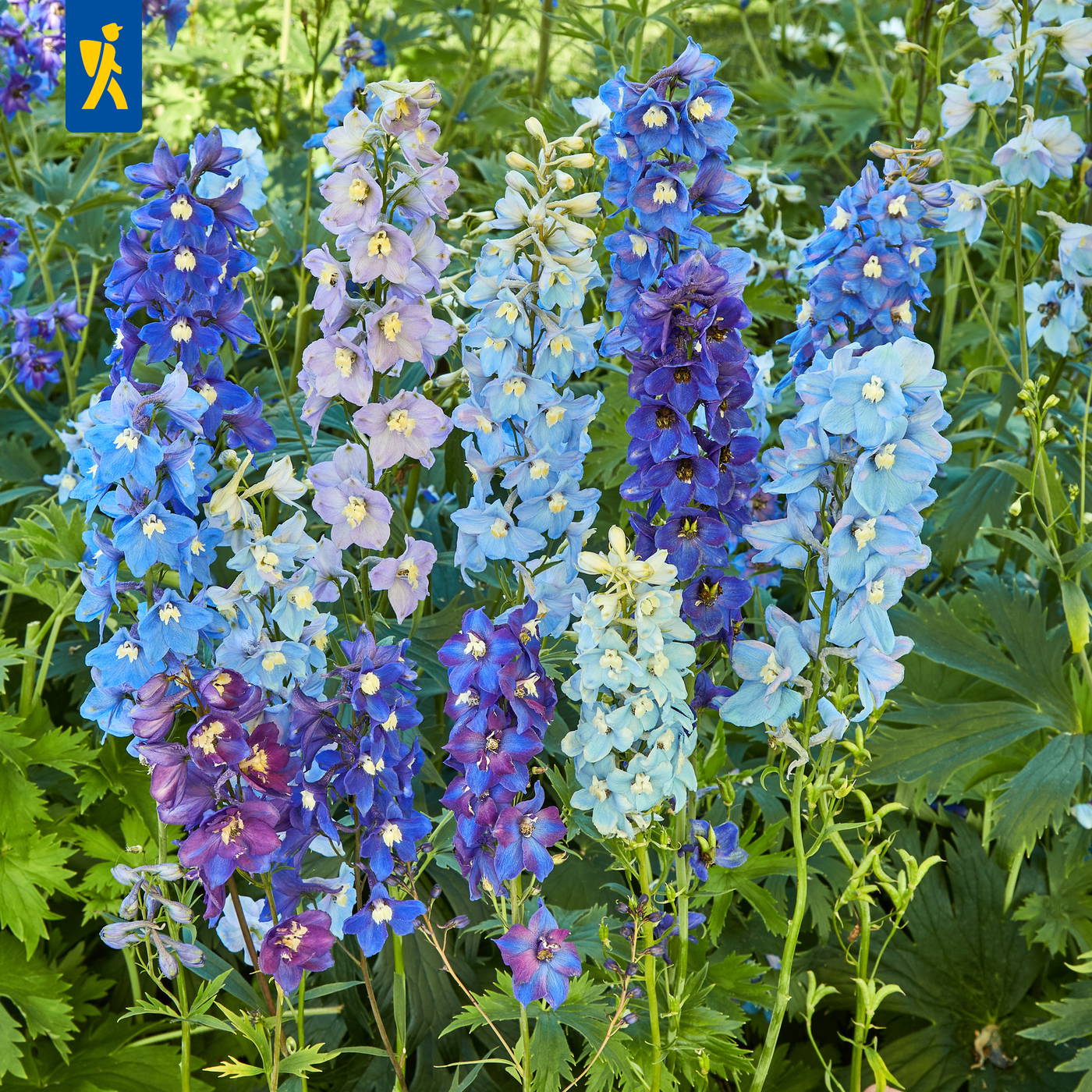 Blaue und lilafarbene Hortenseln im Garten mit grünen Blättern.