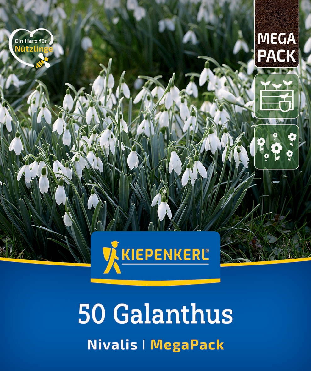 Galanthus Schneeglöckchen auf grünem Rasen, Verpackung mit Kiepenerl Logo, Mega Pack.