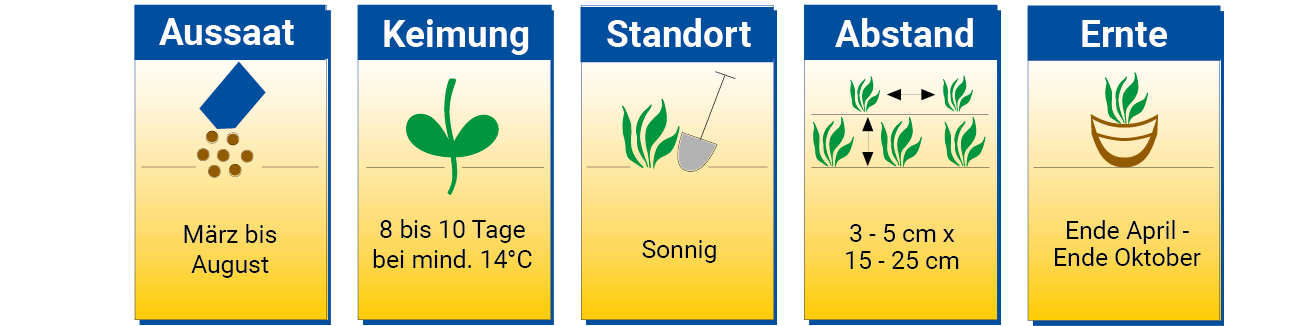 Illustration mit Anbauinformationen für Pflanzen, März bis Oktober, Sonnenschein, Abstand 3-5 cm, 15-25 cm, 8-10 Tage.