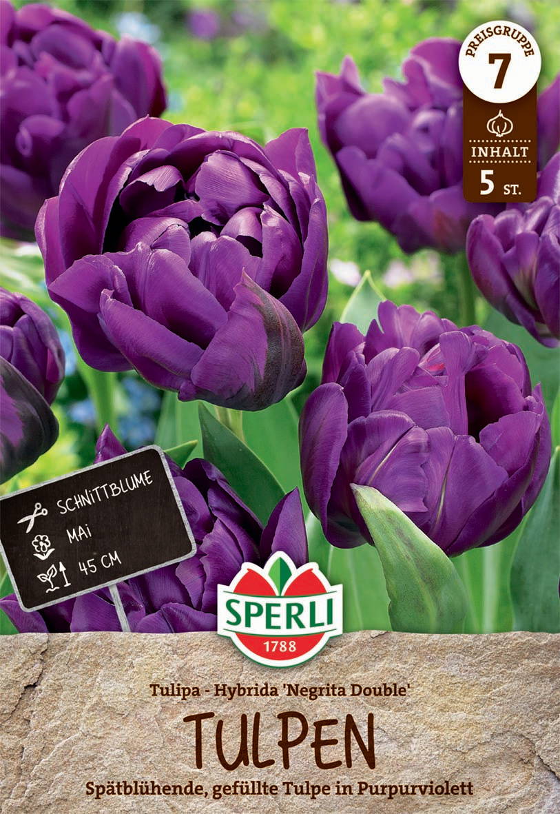 Gefüllte Späte Tulpe Negrita Double