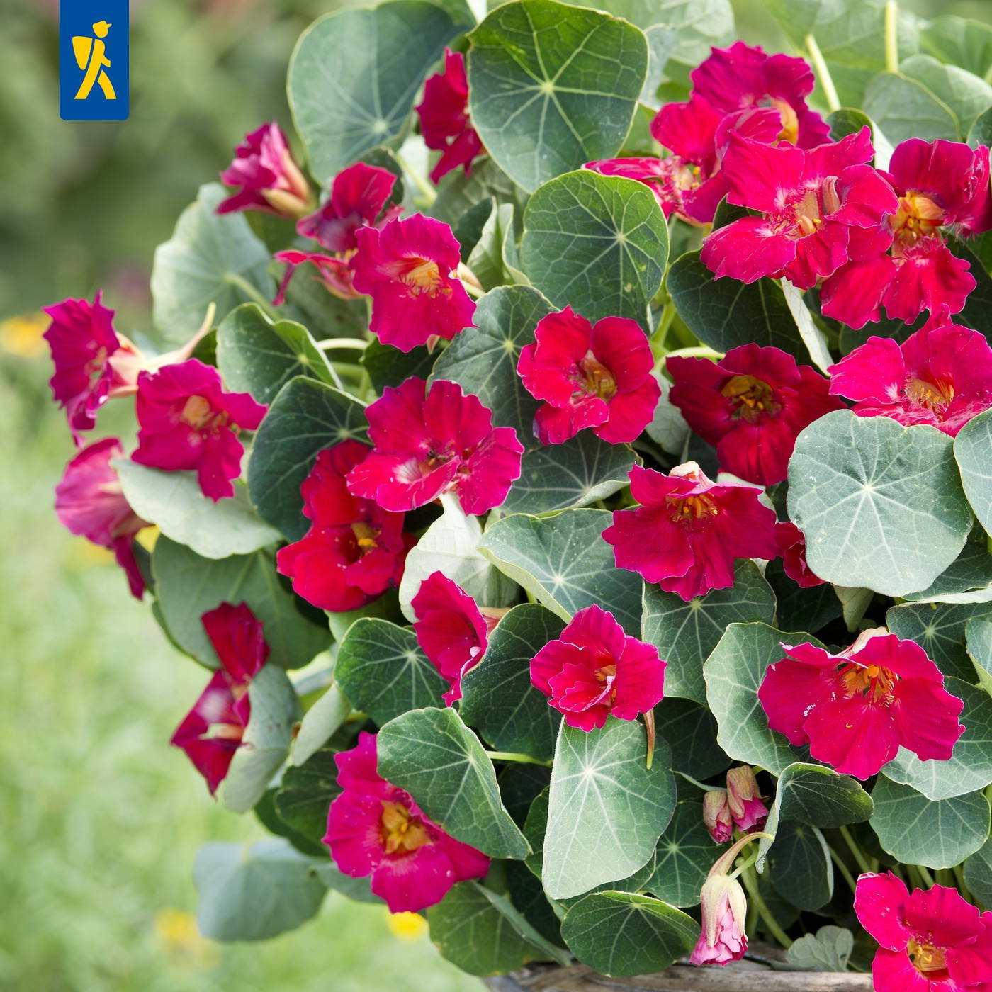 Rote Pelargonien mit grünen, gelappten Blättern auf einer Pflanze.