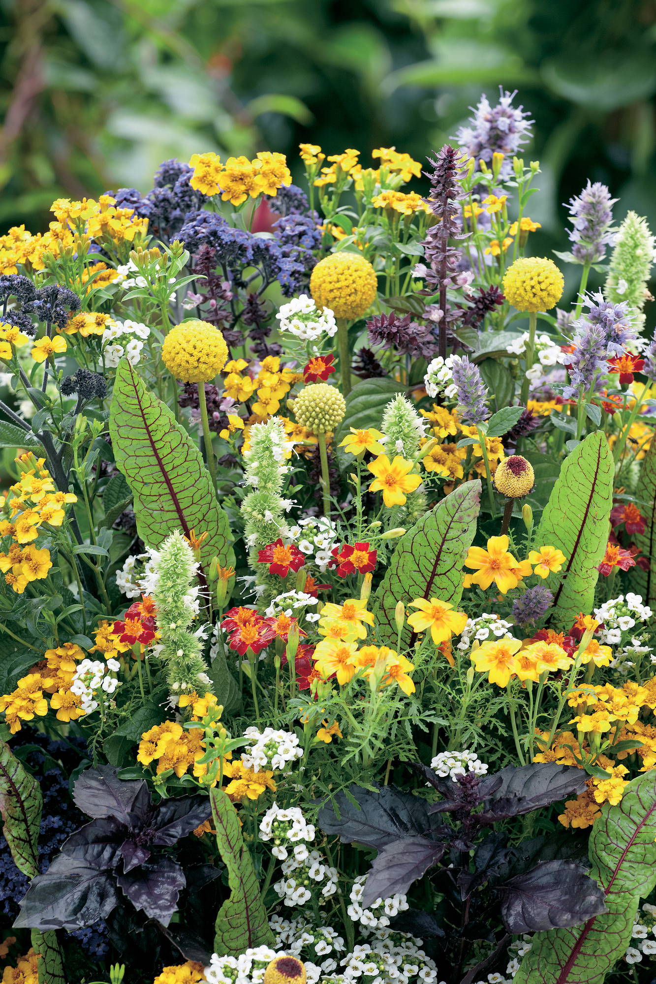 Bunte Vielzahl verschiedener blühender Pflanzen, gelbe, weiße, lila und rote Blumen mit grünen Blättern.