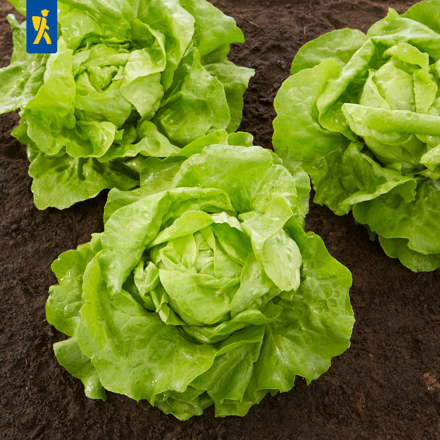 Drei grüne Salatköpfe auf dunklem Boden.