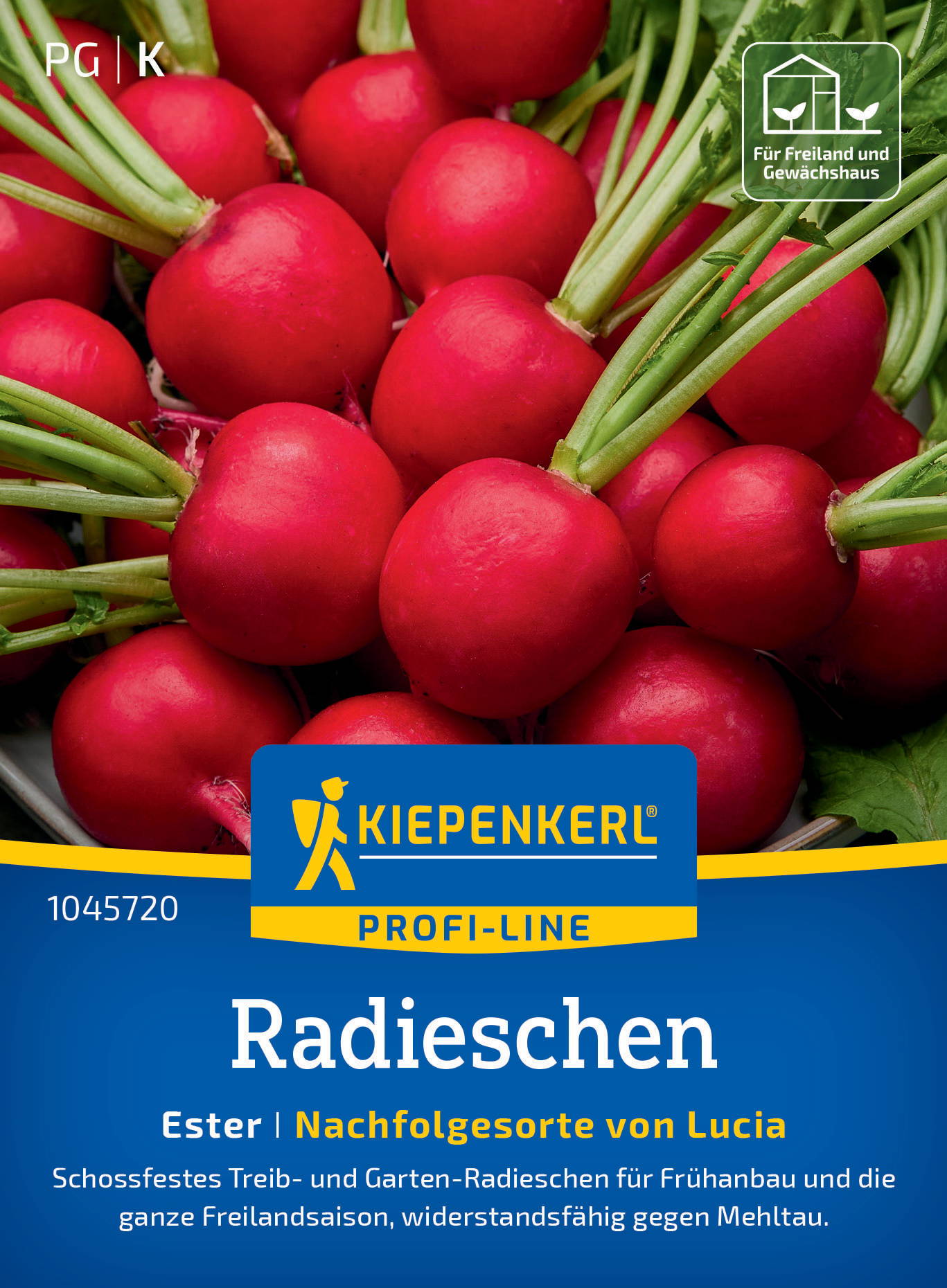 Radieschensamen Ester