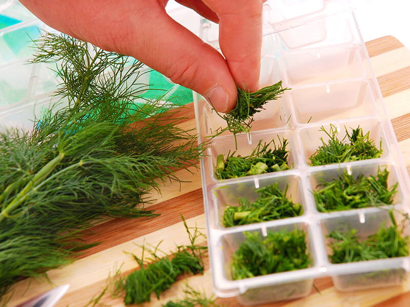 Hand legt frisches Dill in eine Aufbewahrungsbox mit mehreren Fächern