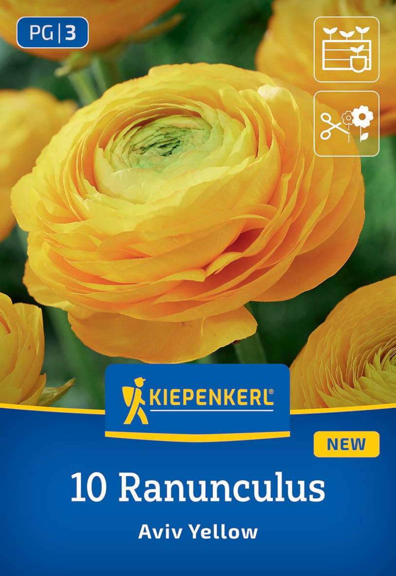 Gelbe Ranunkelblüte mit grüner Mitte, Verpackung mit blauen und gelben Elementen, Kiepenkerl Logo, 10 Ranunculus, Aviv Yellow.