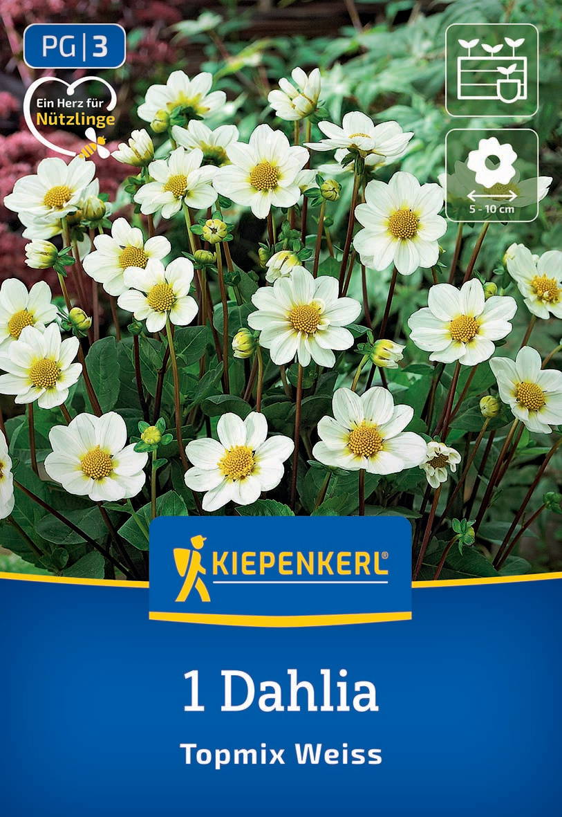 Weiße Dahlien mit gelben Mitte, auf dem Blumenbeet mit grünen Blättern, Verpackung.