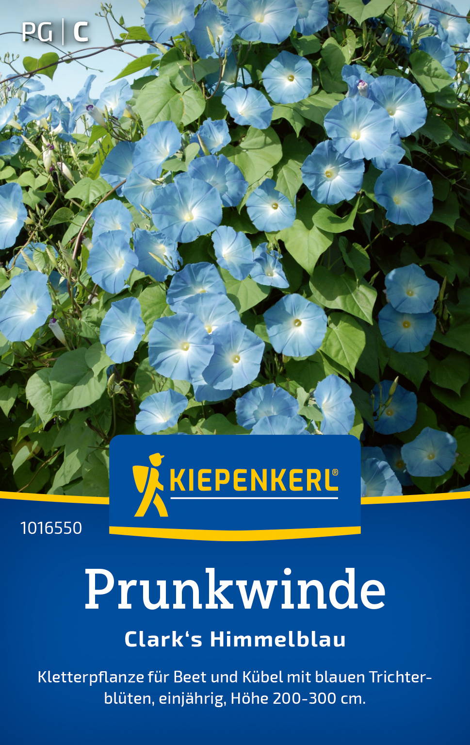 Prunkwindensamen Clark's Himmelblau