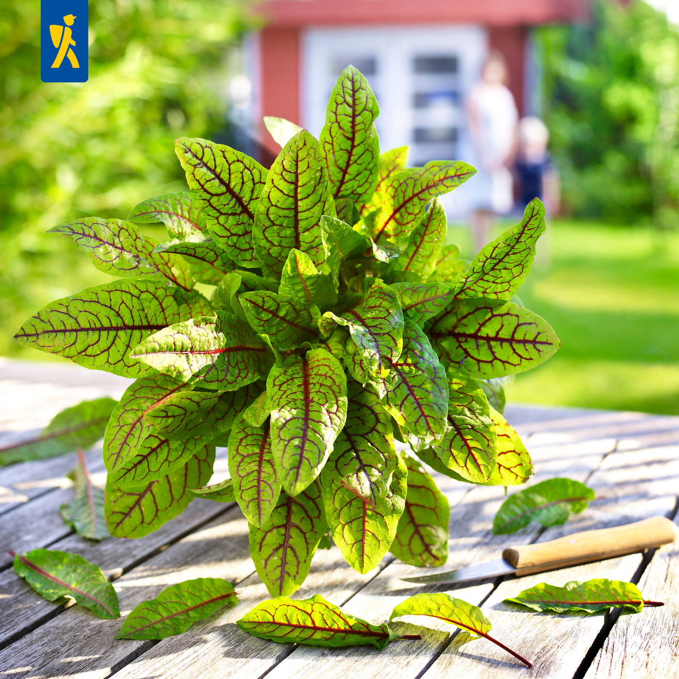 Brennnessel mit grünen Blättern und roten Adern auf einem Holztisch im Garten, im Hintergrund eine Kinderzeichnung.