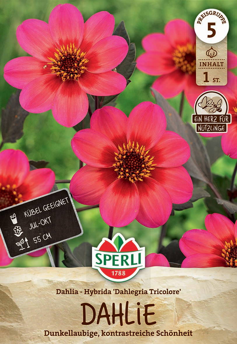 Zwei pinkfarbene Dahlien mit gelben Staubblättern vor grünem Hintergrund.