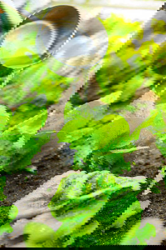 Gießkanne bewässert Salatpflanzen im Garten, frisches Blattgemüse, feuchte Erde, sonnig, grüner Pflanzen.