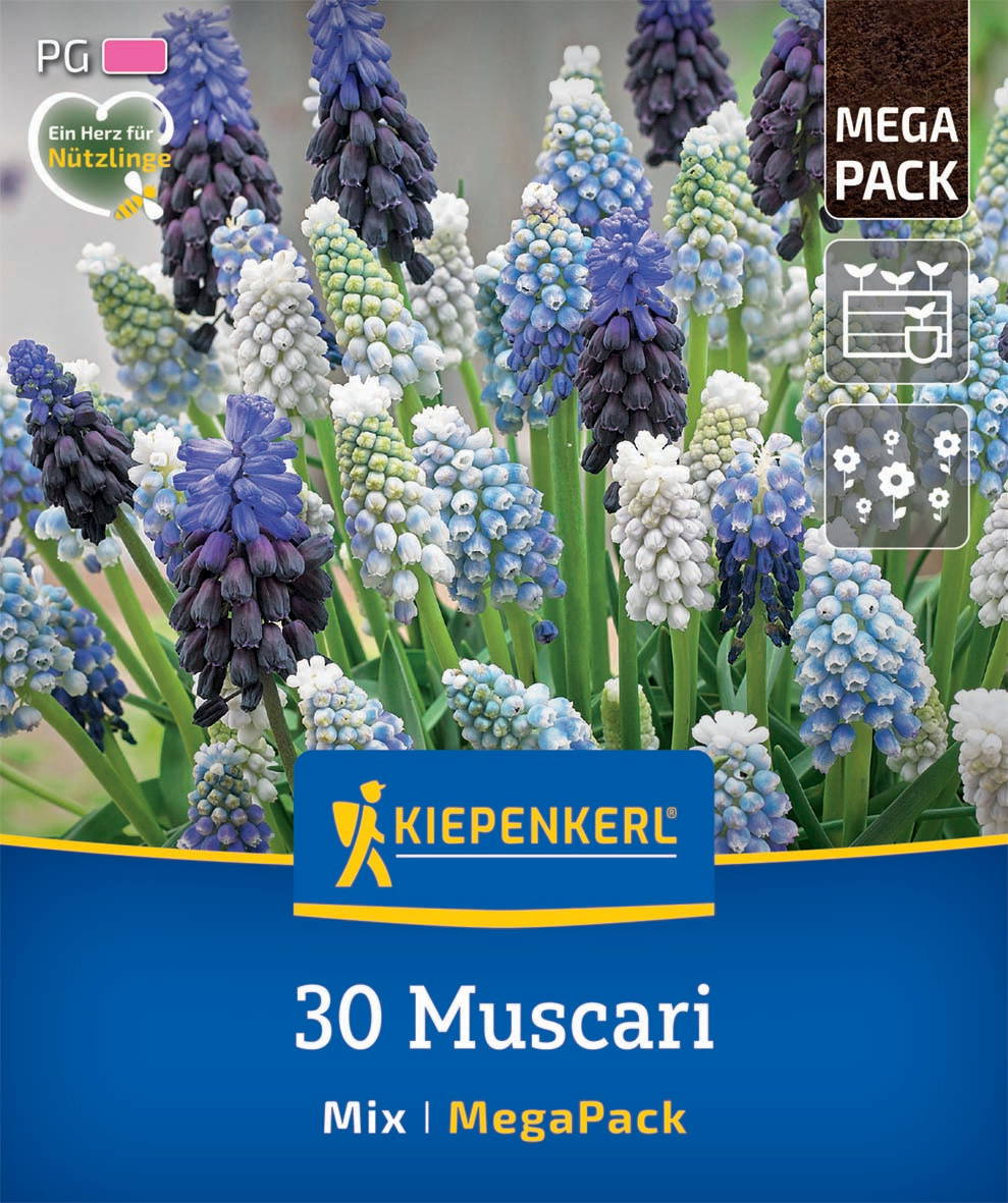 Bunte Muscari (Hyazinthen) in blau, weiß, lila und grün blühend, mit grünen Blättern, auf einer Gartenerde.