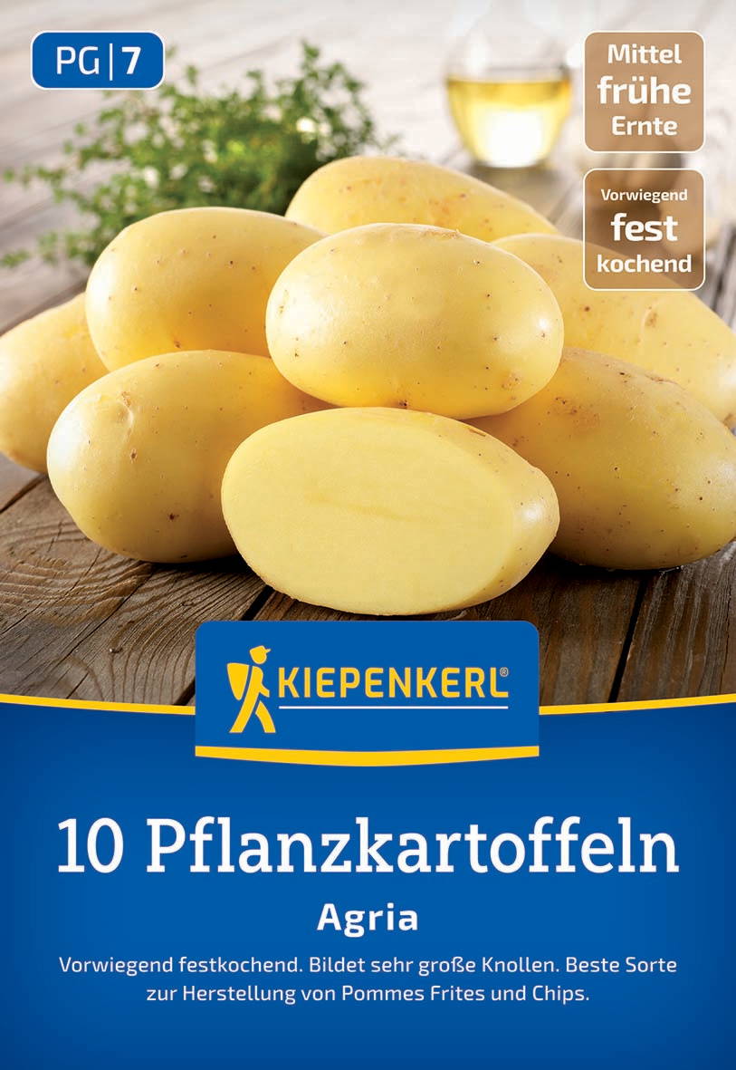 Zehn gelbe Pflanzkartoffeln liegen auf einem Holztisch, im Hintergrund ein Glas Öl und grüne Kräuter.