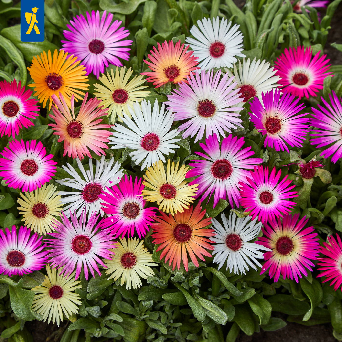 Verschiedene bunte Margeriten blühen in einem Beet mit grünen Blättern.