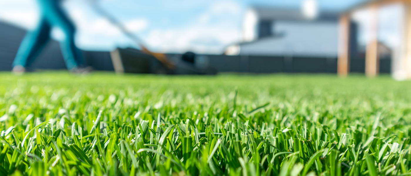Grasnarbe mit blauen Gebäuden im Hintergrund, Blick nahe am Gras.