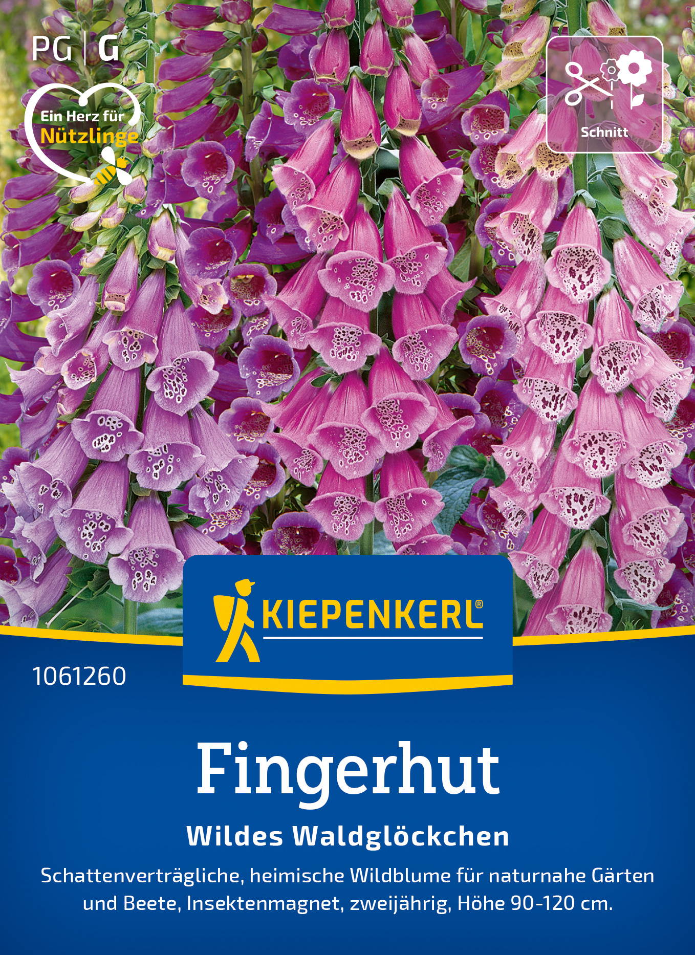 Bunte Fingerhut-Blumen in pink, lila und violett, dicht beieinander, mit grünen Blättern im Hintergrund.