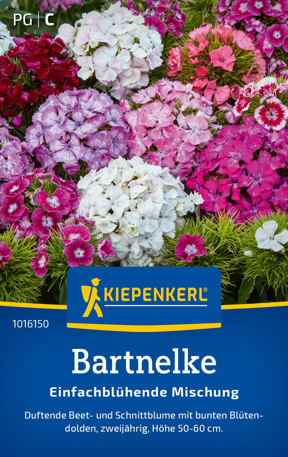 Bunte Bartnelken in weißen, rosa und pinken Blütendolden auf dem Beet.