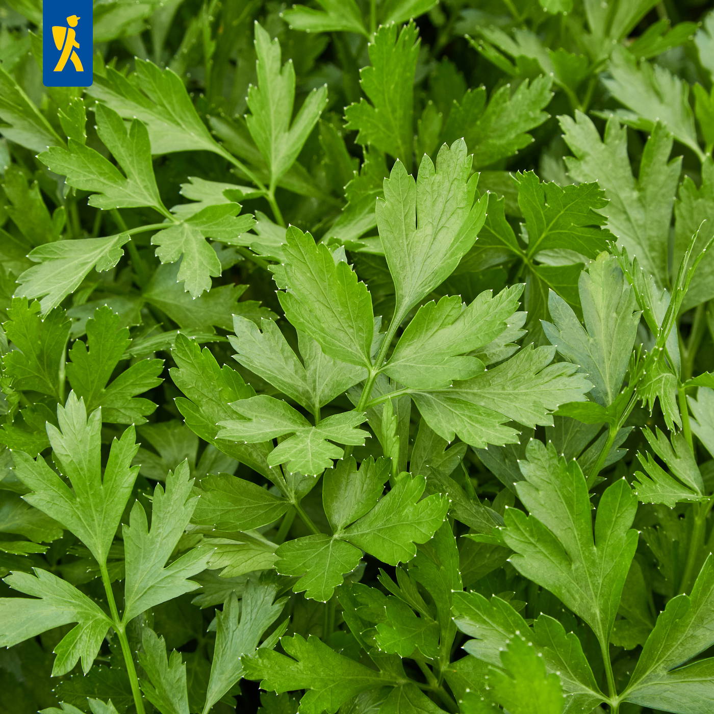 Grüne Petersilienblätter dicht bepflanzt, mit sichtbaren gezackten und glatten Blatträndern.