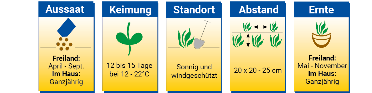 Pflegehinweise für die Pflanze, inklusive Aussaat, Keimung, Standort, Abstand und Erntezeiten.