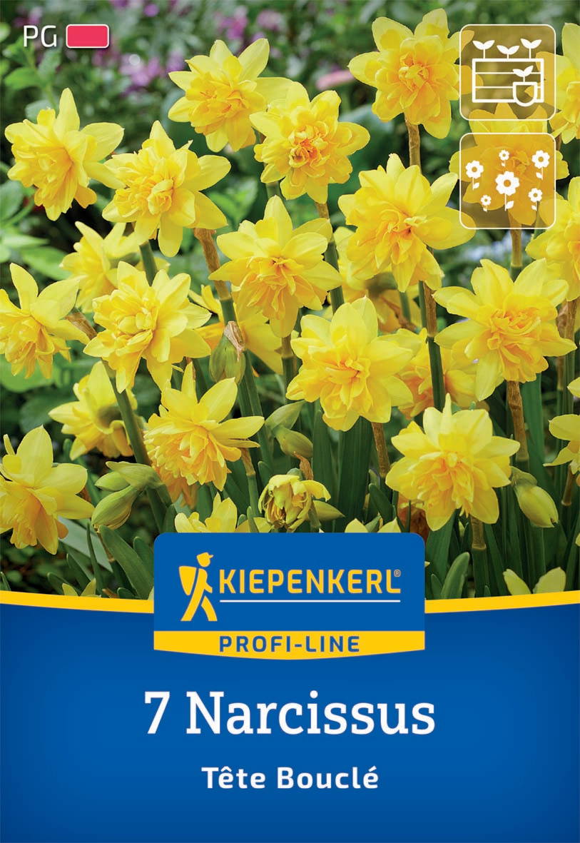 Gelbe Narcissussblüten mit langen grünen Blättern auf einem Gartenbeet.