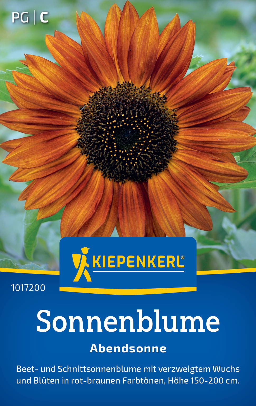 Sonnenblume mit orangeblättrigen Blüten, dunklem Zentrum, auf grünem Hintergrund.