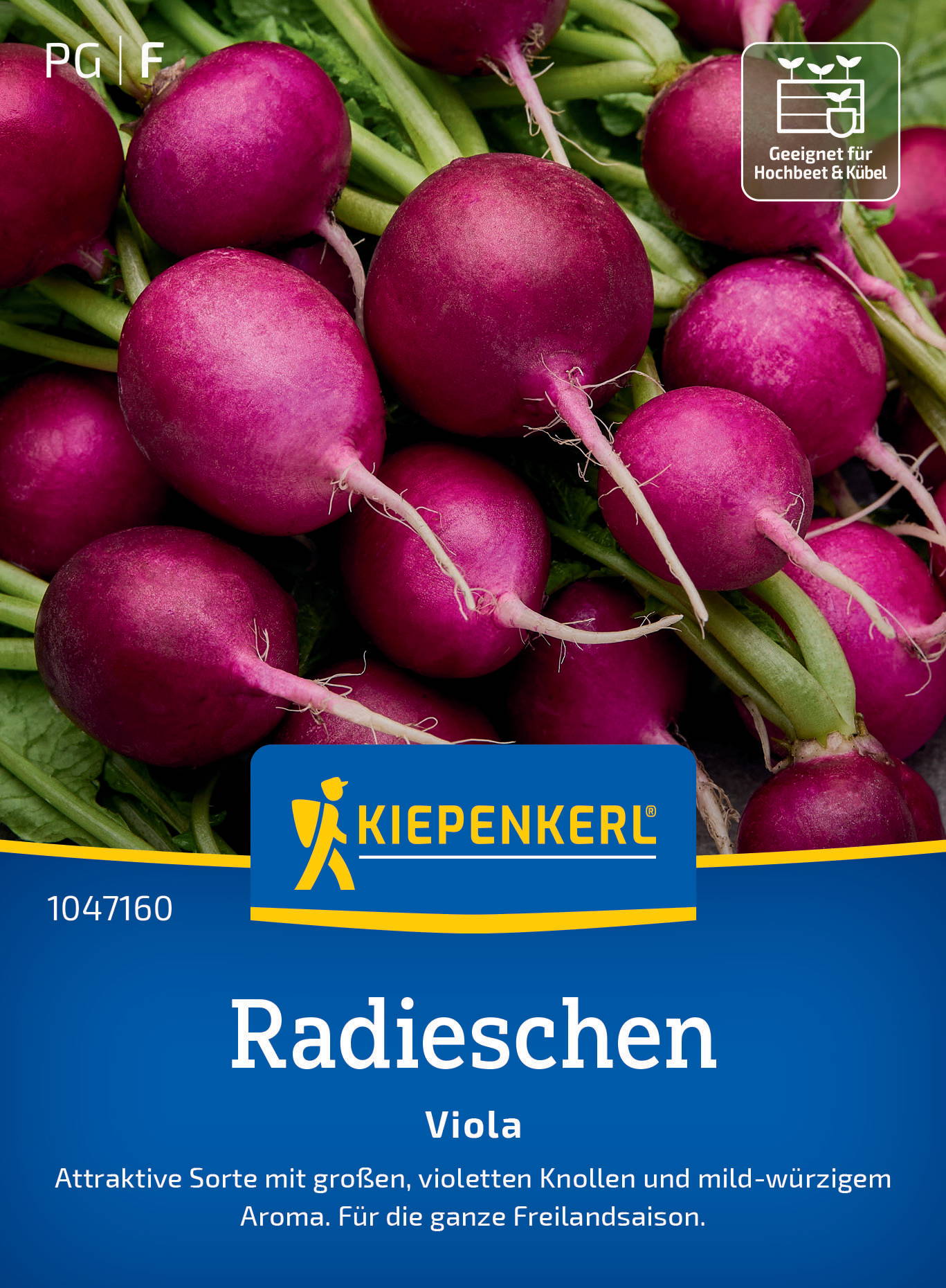 Radieschensamen Viola