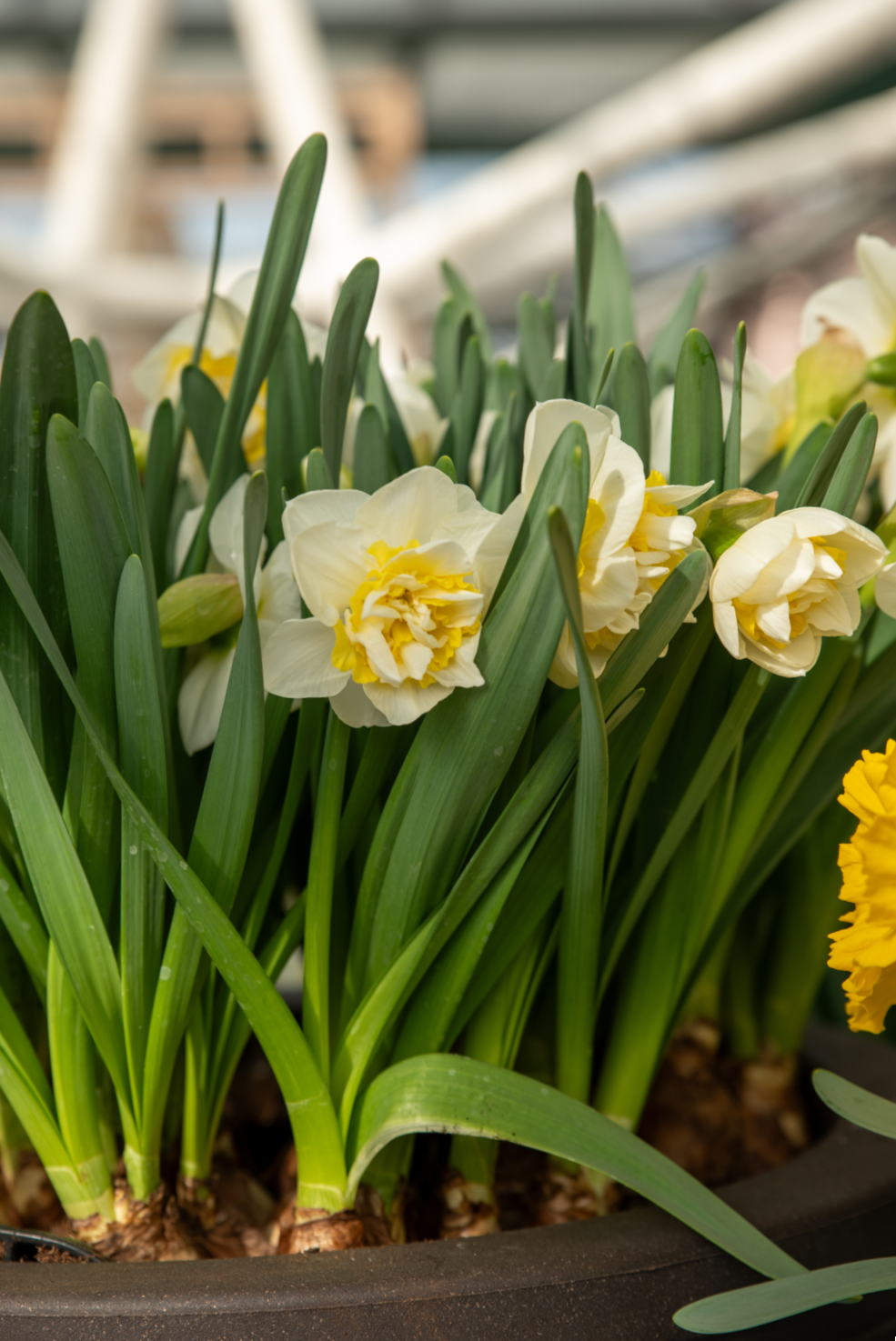 Gelbe und weiße Narzissen mit grünen Blättern, die in einen Kübel gepflanzt sind.