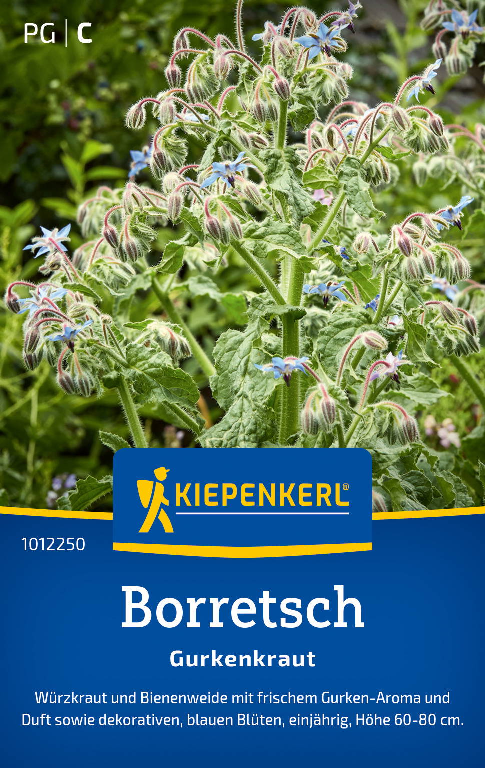 Borretsch mit grünen Blättern und blauen Blüten, auf einem Gartenhintergrund.